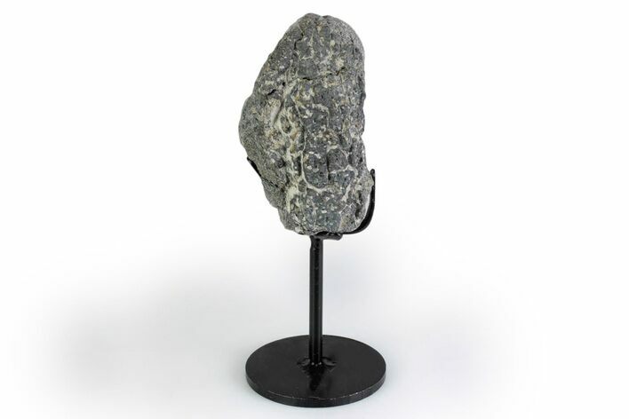Fossil Sauropod Vert Process Section w/ Metal Stand - Colorado #383253